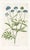 Original early-1800s hand colored engraving that appeared in "The Botanical Register", a British horticultural journal...