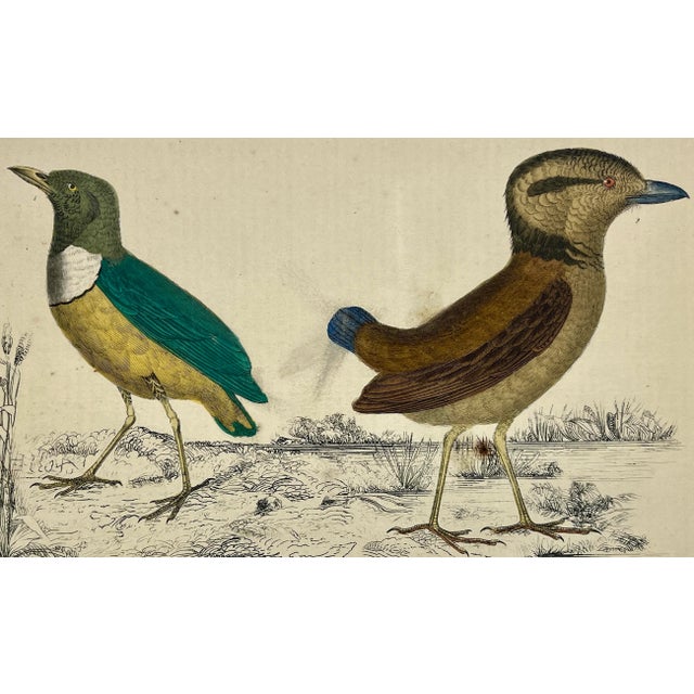 Illustration Antique Hand Colored Bird Print From England Featuring a Macklot’s Breve & Giant Breve Birds - Circa 1870 For Sale - Image 3 of 12