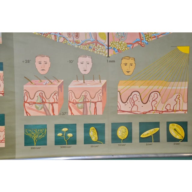 1980s German School Print in Leather Edition, 1981 For Sale - Image 5 of 9