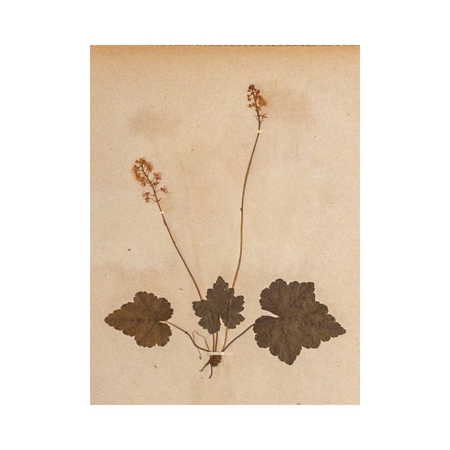 Rustic European Antique Herbarium - Foamflower, Circa 1890 - 2015 For Sale - Image 3 of 5