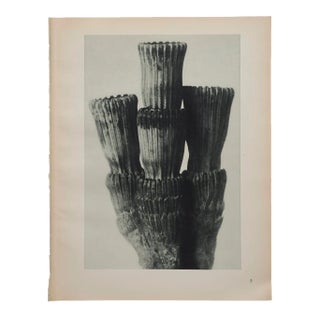 Original Karl Blossfeldt Photogravure Botanical Print For Sale