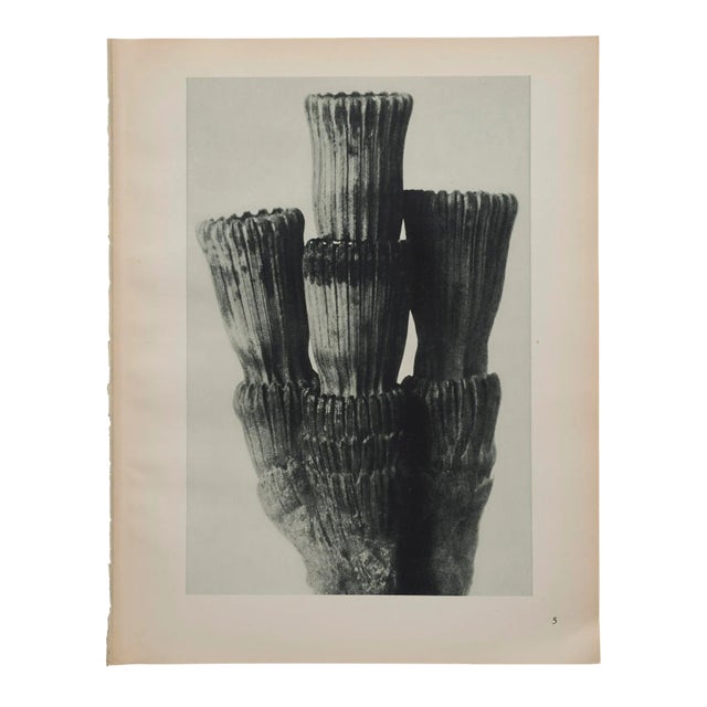Original Karl Blossfeldt Photogravure Botanical Print For Sale