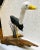 Wood Vintage Coastal Hand-Carved and Painted Large Seagull Driftwood Statue For Sale - Image 7 of 13