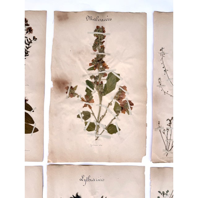 Antique White Oversized Antique French Herbarium Specimens – Set of 8 | Original 19th Century Pressed Botanical Collection From Paris For Sale - Image 8 of 17