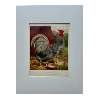 Dominique Chicken Original Chromolithograph Print, 1890 For Sale