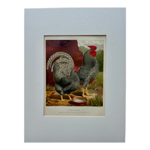 Dominique Chicken Original Chromolithograph Print, 1890