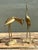 Mid-Century Modern Vintage Polished Brass Cranes - Set of 2 For Sale - Image 3 of 7