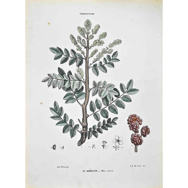 Lithograph hand watercolored. Plate from "Atlante di Botanica popolare ossia Illustrazione di Piante Notevoli di ogni...