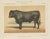 Olivier De Penne, Angus Bull, Scottish Cattle, 1863, Chromolithograph For Sale - Image 9 of 9
