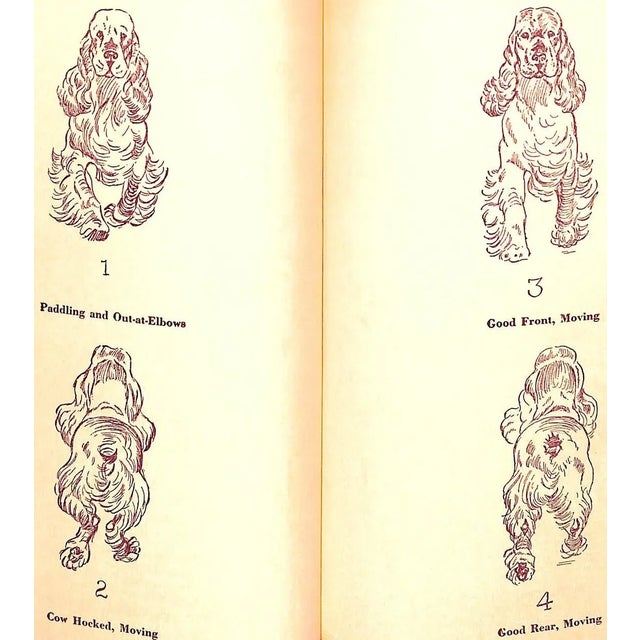 "The Complete Cocker Spaniel" 1946 Denlinger, Milo G. For Sale - Image 9 of 17