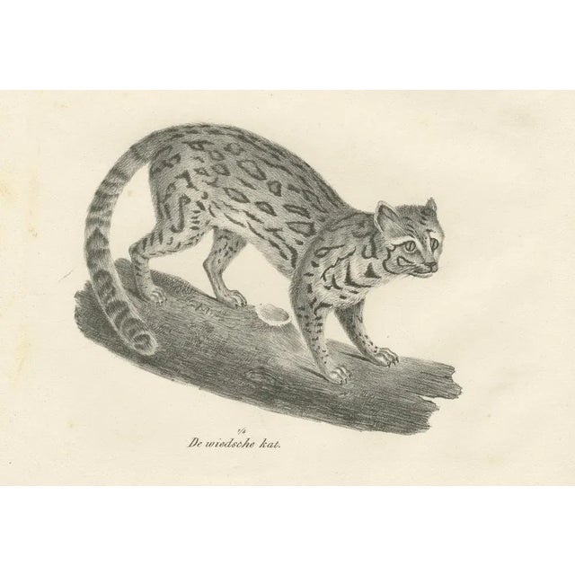 Mid 19th Century Long-Striped Tiger and Wild Asian Cat, 1836, Lithograph For Sale - Image 5 of 11