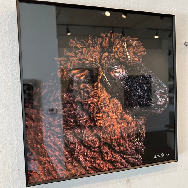 2020s "Pearl" Contemporary Animal Portrait Print by Rob Brinson For Sale - Image 5 of 10