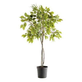 Ficus Tree Drop-In 51" For Sale