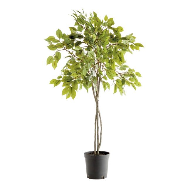 Ficus Tree Drop-In 51" For Sale