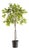 Ficus Tree Drop-In 51" For Sale