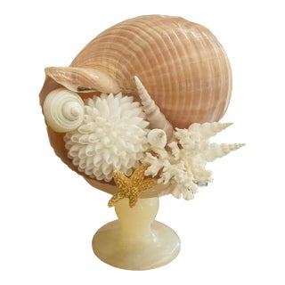 1900s Sea Shell Assemblage on Onyx Italian Tazza For Sale