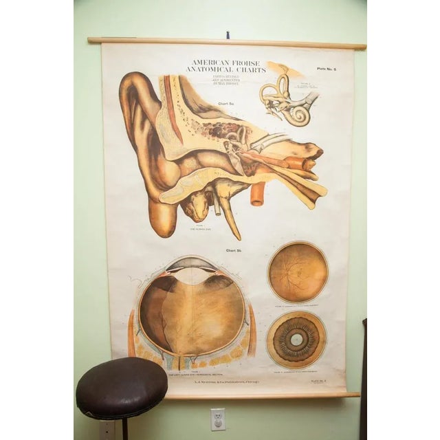 Rustic American Frohse Anatomical Pulldown Chart For Sale - Image 3 of 6