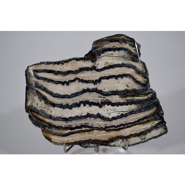 Fossilized Shark Teeth Decorative Objects - A Pair For Sale - Image 4 of 5