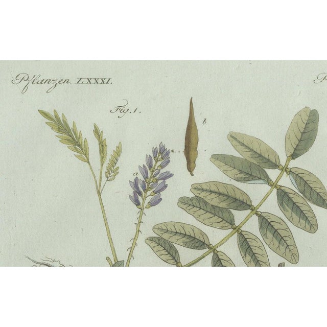 Bertuch, Rubber and Gum Arabic Trees, 1802, Engraving For Sale - Image 4 of 9