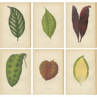 E.J. Lowe and W. Howard, Gesnera Cinnabarina, Dracaena Perrea, 1891, Prints, Set of 6 For Sale