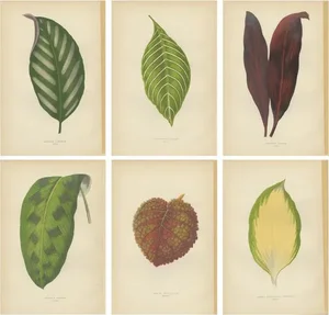 E.J. Lowe and W. Howard, Gesnera Cinnabarina, Dracaena Perrea, 1891, Prints, Set of 6