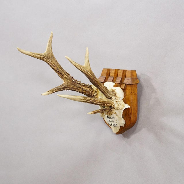 Rustic European Vintage Red Deer Trophy by Franz Joseph, Prince of Thurn and Taxis, 1965 For Sale - Image 3 of 6
