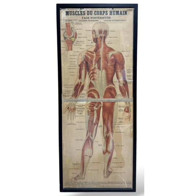 Large Framed Vintage French Muscular System Anatomy Poster For Sale - Image 6 of 6