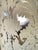 Cole & Son Damask White Lifford Flock on Silver Foil Wallpaper For Sale - Image 11 of 18