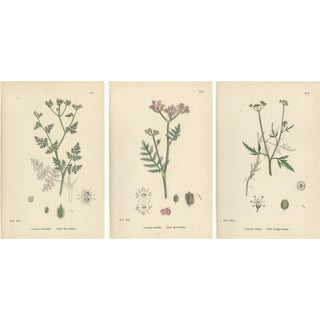 Sowerby, Bur-Parsley Plates, 1902, Prints, Set of 3 For Sale