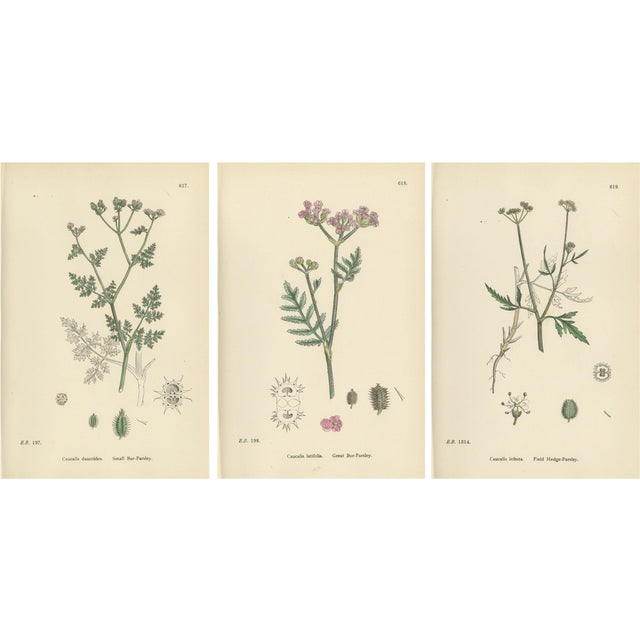 Sowerby, Bur-Parsley Plates, 1902, Prints, Set of 3 For Sale