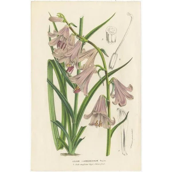 Louis van Houtte, Botany Illustrations of Wisteria, Scutellaria, Sage, 1853, Prints, Set of 6 For Sale - Image 4 of 8