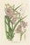 Louis van Houtte, Botany Illustrations of Wisteria, Scutellaria, Sage, 1853, Prints, Set of 6 For Sale - Image 4 of 8