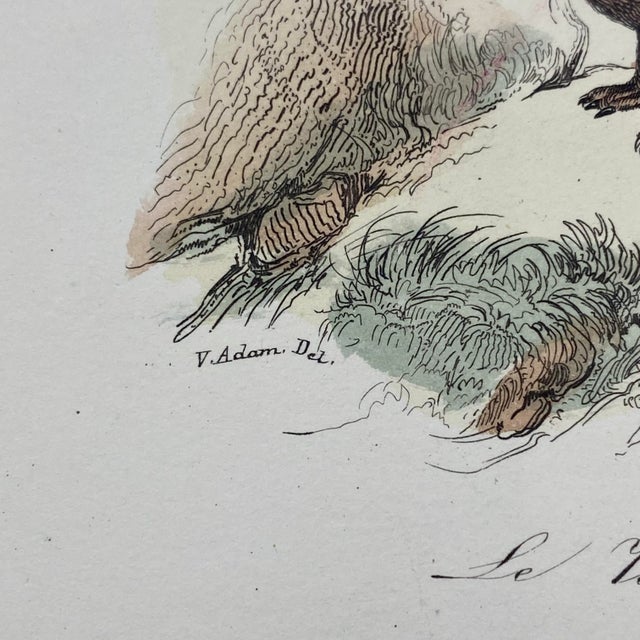 Tan French Antique 18th Century "Le Porc Epic" Porcipine Animal Engraving Hand Colored Signed Artwork For Sale - Image 8 of 12