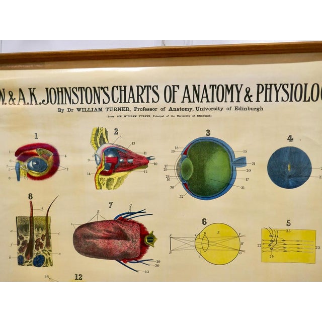 W&a k johnston’s charts of anatomy and physiology by dr william turner, professor of anatomy university of edinburgh/a j...