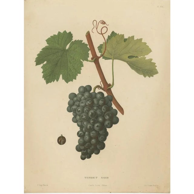 Late 19th Century Henri Marès, Terret Noir Grape Variety, 1890, Paper For Sale - Image 5 of 6