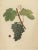 Late 19th Century Henri Marès, Terret Noir Grape Variety, 1890, Paper For Sale - Image 5 of 6