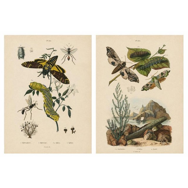 Duméril and Guérin, Sphinx Moth, 1835, Engraving, Set of 2 For Sale - Image 10 of 10