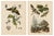 Duméril and Guérin, Sphinx Moth, 1835, Engraving, Set of 2 For Sale - Image 10 of 10