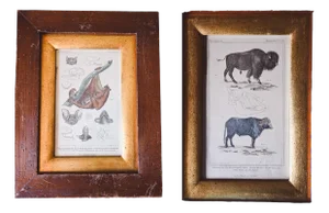 Buffon, Bat and Bison, 1820, Prints, Set of 2