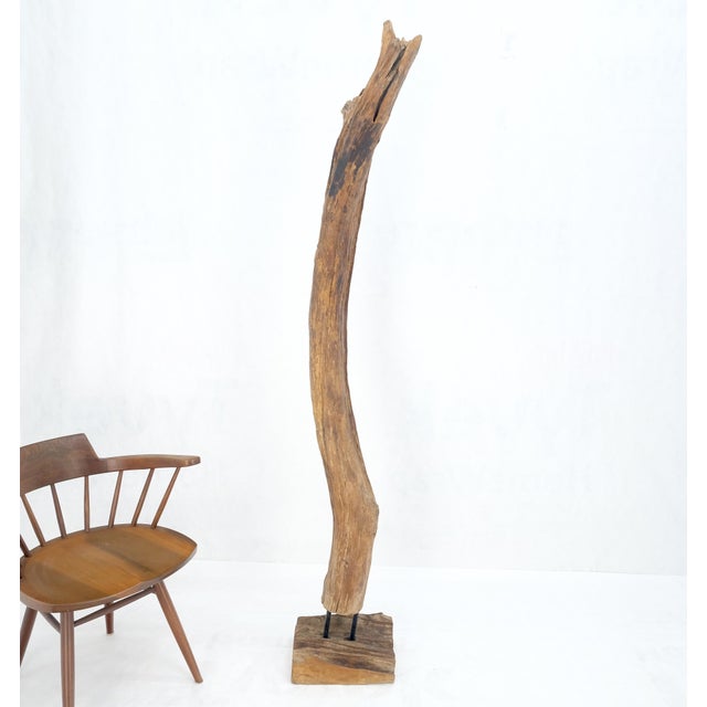 Mid-Century Modern Mid Century Modern 78" Tall Narrow Drift Wood Sculpture Specimen on Wooden Base For Sale - Image 3 of 9