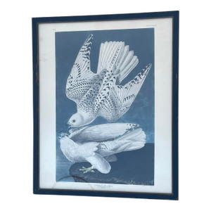 Antique Audubon Print by K. Havell 1837