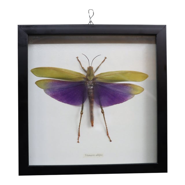 Framed Titanacris Albipes Purple-Winged Grasshopper Shadow Box For Sale