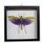 Framed Titanacris Albipes Purple-Winged Grasshopper Shadow Box For Sale