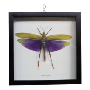 Framed Titanacris Albipes Purple-Winged Grasshopper Shadow Box