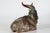 Rare stoneware figurine of a huge goat buck model no. 20853 designed by Karl Larsen (1897-1977) in 1947. Made in a serie...