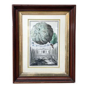 18th Century Nuremberg Hesperides Botanical Engraving by Johann Volckamer