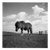 Paul Cooklin, Billy, Miniature Pony, Edition of 50 For Sale