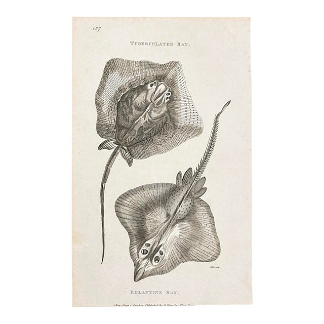 1804 Stingray Engraving | George Shaw Antique Nautical Print For Sale