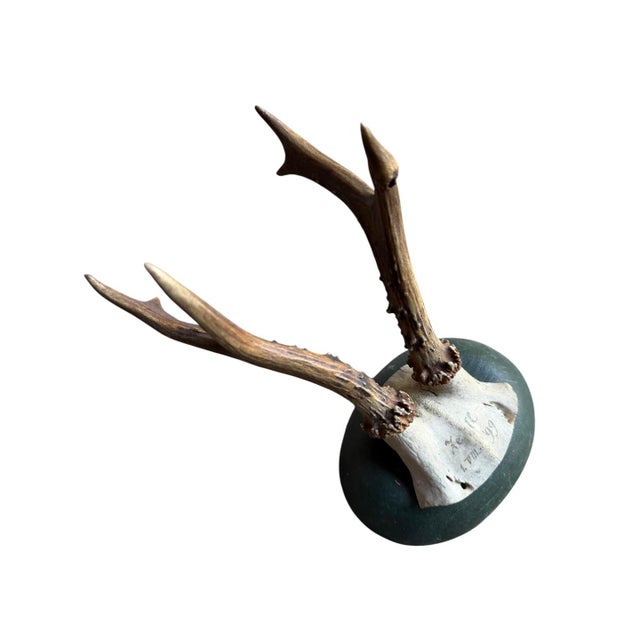 Roe der tropohy mounted on a green wood plaque. Circa 1899
