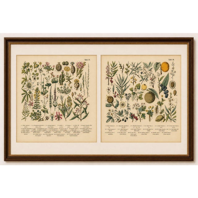 M. Fünfstück, Exotic Plants & Fruit Trees, 1890s, Chromolithograph, Set of 2 For Sale - Image 5 of 9